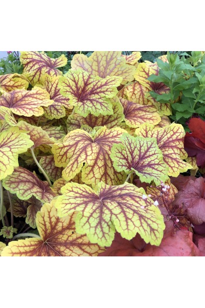 Гейхера гібридна Ред Лайт листя